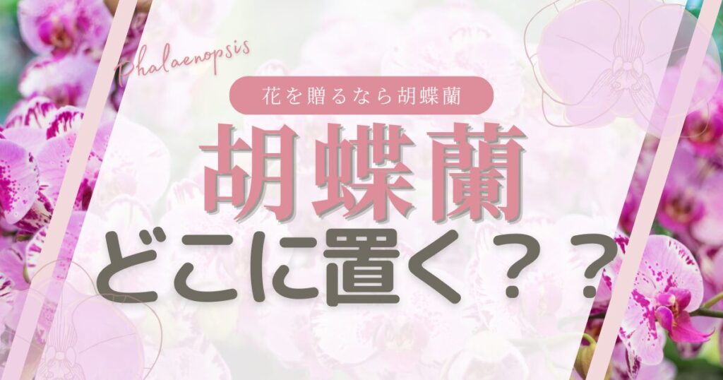 胡蝶蘭はどこに置く?長持ちさせる置き場所と環境条件