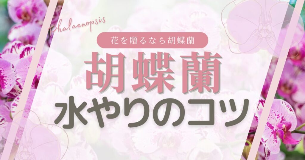 初心者でも安心!胡蝶蘭の水やり頻度とコツ【失敗しないポイント】